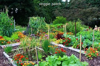 veggie patch